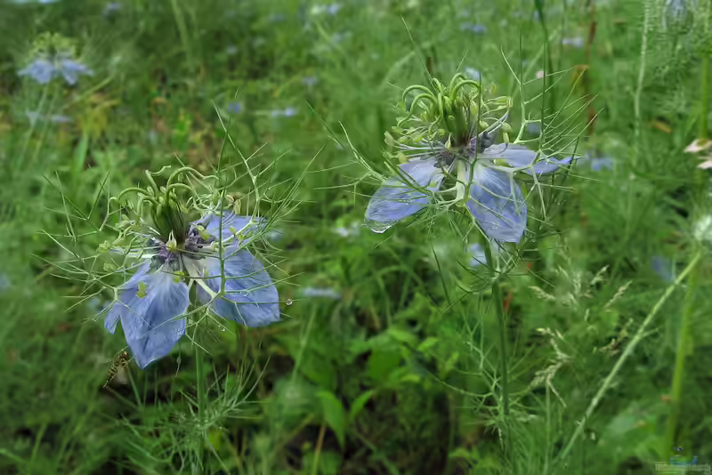 Nigella arvensis im Garten pflanzen (Einrichtungsbeispiele mit Acker-Schwarzkümmel)