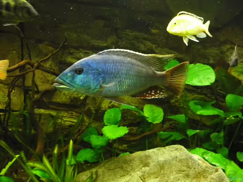 Nimbochromis fuscotaeniatus im Aquarium halten (Einrichtungsbeispiele mit Nimbochromis fuscotaeniatus)