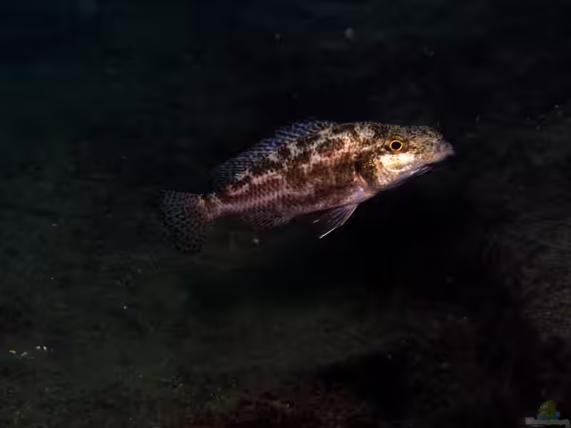 Nimbochromis linni im Aquarium halten (Einrichtungsbeispiele mit (Nimbochromis linni)