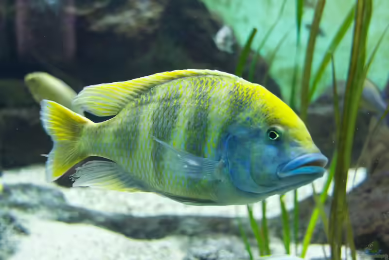 Nimbochromis venustus im Aquarium halten (Einrichtungsbeispiele mit Pfauenmaulbrüter)
