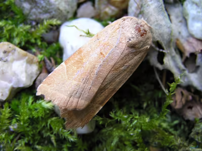 Noctua fimbriata im Garten (Einrichtungsbeispiele mit Bunte Bandeule)