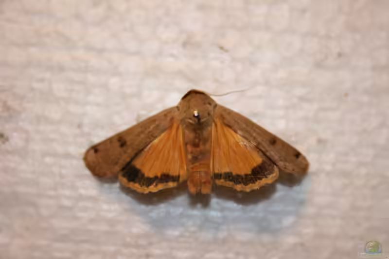 Noctua pronuba im Garten (Einrichtungsbeispiele mit Hausmutter)