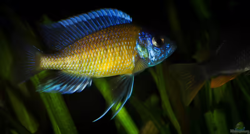 Non-Mbuna im Malawisee-Aquarium: Farbenprächtige Cichliden mit Anspruch (Einrichtungsbeispiele mit Non-Mbuna-Arten)