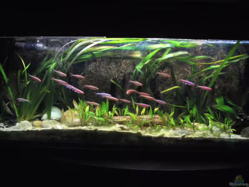 Nordamerikaaquarium: Faszinierende Aquariengestaltung mit Fischen, Pflanzen und Lebensräumen aus Nordamerika (Einrichtungsbeispiele für Nordamerikaaquarien)