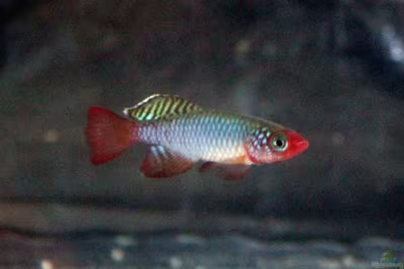 Nothobranchius cardinalis im Aquarium halten (Einrichtungsbeispiele für Nothobranchius cardinalis)