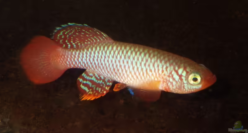 Nothobranchius flammicomantis im Aquarium halten (Einrichtungsbeispiele für Nothobranchius flammicomantis)
