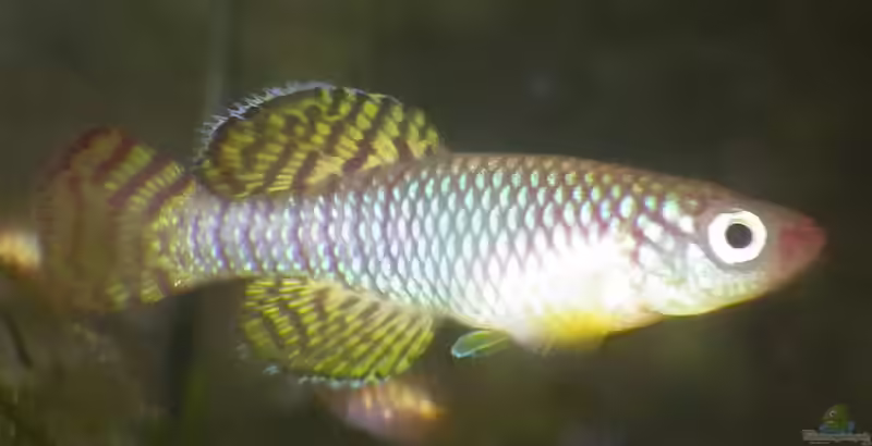 Nothobranchius korthausae im Aquarium halten (Einrichtungsbeispiele für Korthaus Prachtgrundkärpfling)