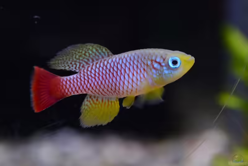 Nothobranchius: Farbenprächtige Killifische mit besonderem Lebensrhythmus (Einrichtungsbeispiele mit Nothobranchius-Arten)