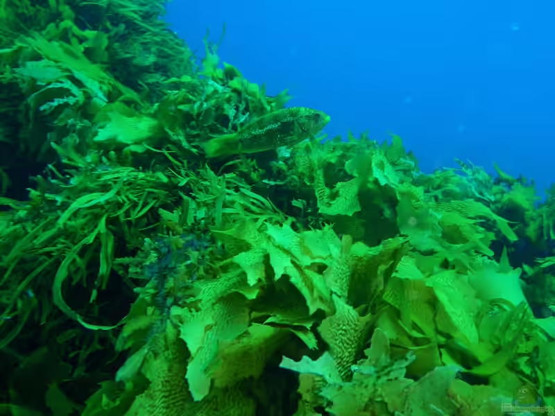 Notolabrus parilus im Aquarium halten (Einrichtungsbeispiele für Orangeflecken-Lippfisch)