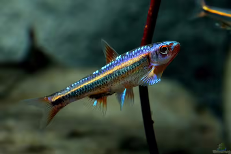 Notropis chrosomus im Aquarium oder Teich halten (Einrichtungsbeispiele mit Regenbogenelritzen)