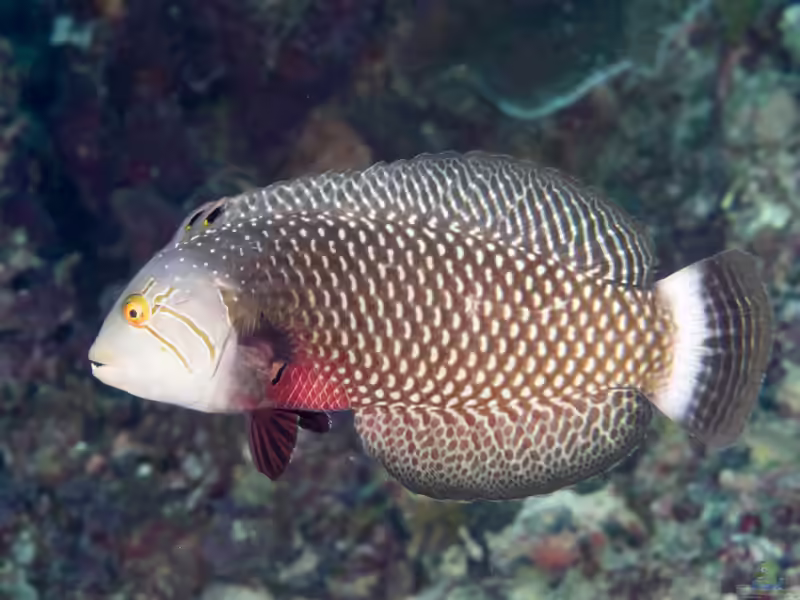 Novaculichthys taeniourus im Aquarium halten (Einrichtungsbeispiele für Bäumchen-Lippfisch)