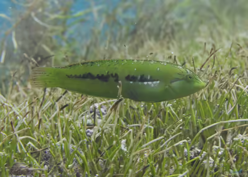Novaculoides macrolepidotus im Aquarium halten (Einrichtungsbeispiele für Seegrass-Lippfisch)