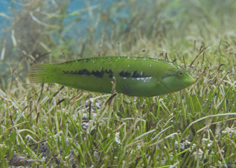 Novaculoides macrolepidotus im Aquarium halten (Einrichtungsbeispiele für Seegrass-Lippfisch)  - Novaculoides-macrolepidotusaquarium