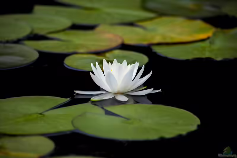 Nymphaea pygmaea im Garten pflanzen (Einrichtungsbeispiele mit Zwergseerose)
