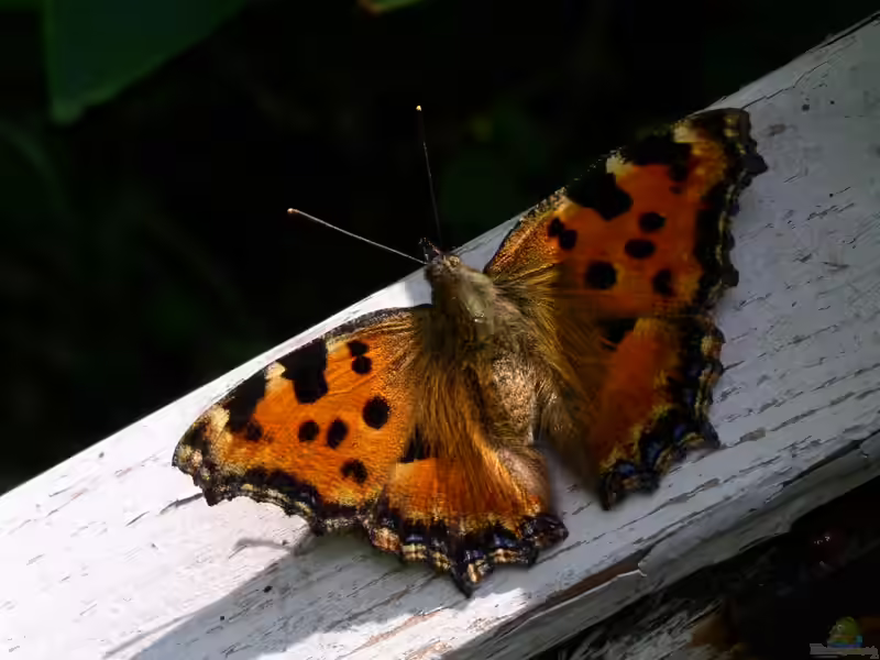 Nymphalis polychloros im Garten (Einrichtungsbeispiele mit Großer Fuchs)