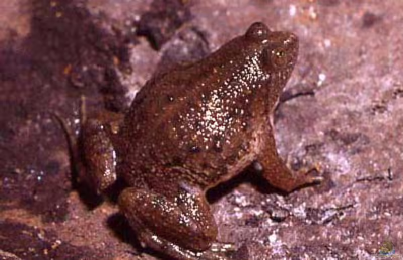 Occidozyga lima im Aquarium halten (Einrichtunsgbeispiele für Java-Schwimmfosch)