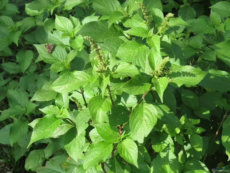 Ocimum americanum am Gartenteich (Einrichtungsbeispiele mit Zitronenbasilikum)