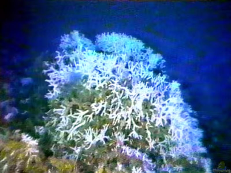 Oculina varicosa im Aquarium halten (Einrichtungsbeispiele für Kleinpolypige Steinkoralle)