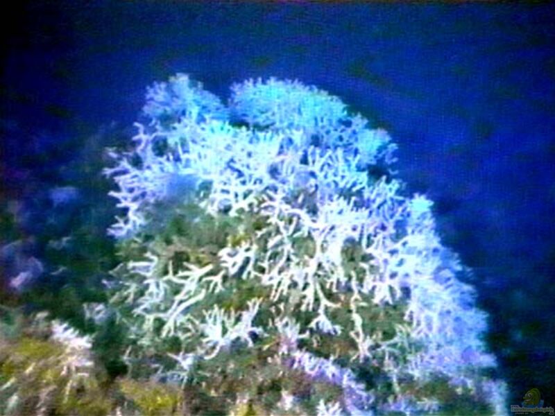 Oculina varicosa im Aquarium halten (Einrichtungsbeispiele für Kleinpolypige Steinkoralle)  - Oculina-varicosaaquarium