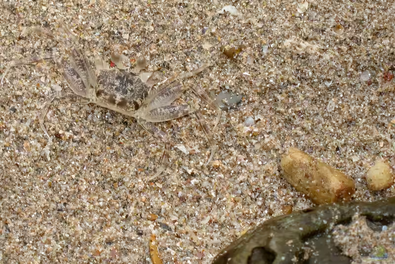 Ocypode pallidula im Aquaterrarium halten (Einrichtungsbeispiele für Blasse Geisterkrabbe)