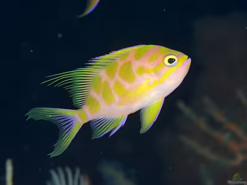 Odontanthias borbonius im Aquarium halten (Einrichtungsbeispiele für Tiefwasser Fahnenbarsch)