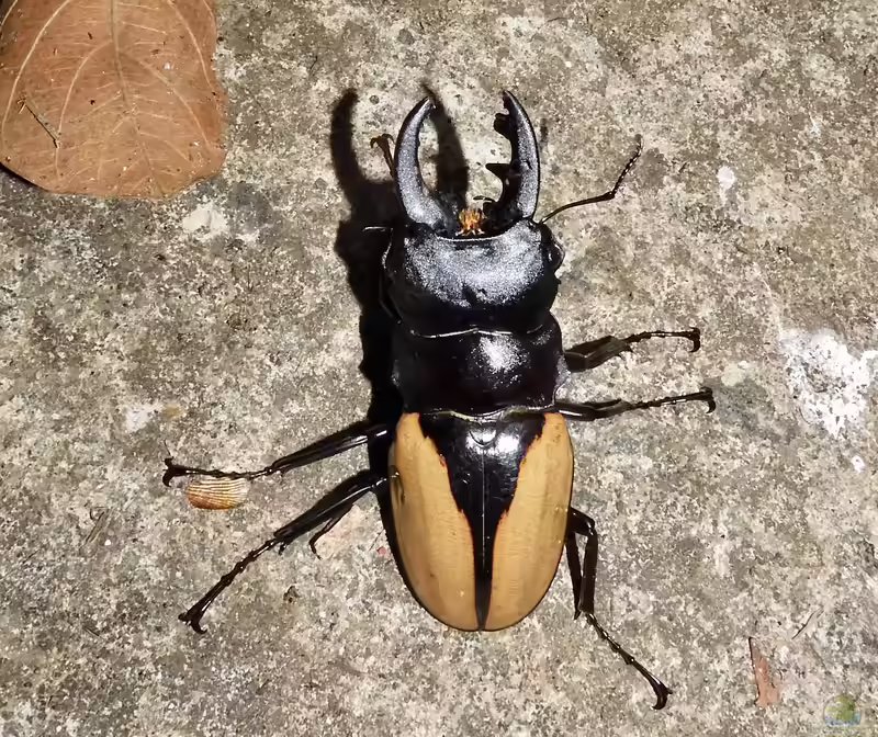 Odontolabis burmeisteri im Terrarium halten (Einrichtungsbeispiele mit Burmeisters Hirschkäfer)