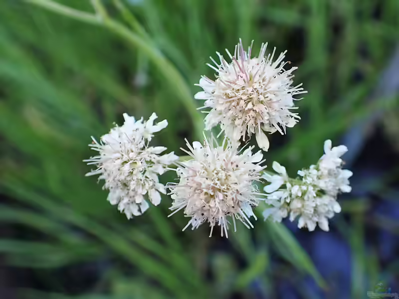 Oenanthe fistulosa am Gartenteich (Einrichtungsbeispiele mit Rohrkolbenblättrige Wasserfenchel)