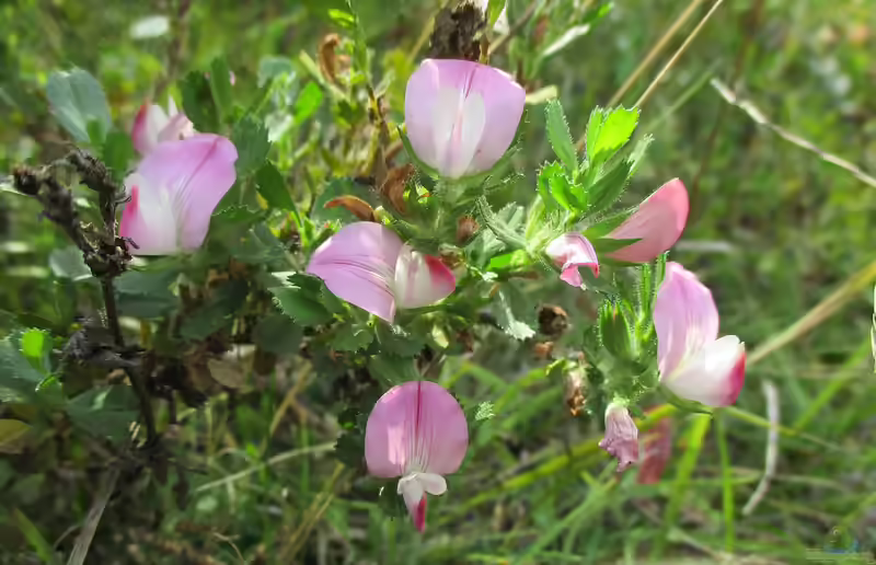 Ononis repens im Garten pflanzen (Einrichtungsbeispiele mit Kriechende Hauhechel)