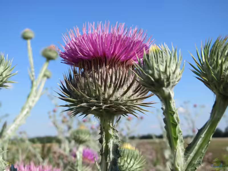 Onopordum acanthium im Garten pflanzen (Einrichtungsbeispiele mit Gewöhnliche Eselsdistel)