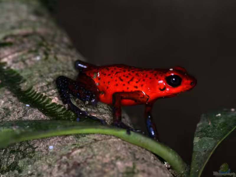 Oophaga pumilio im Terrarium halten (Einrichtungsbeispiele für Erdbeerfröschchen)