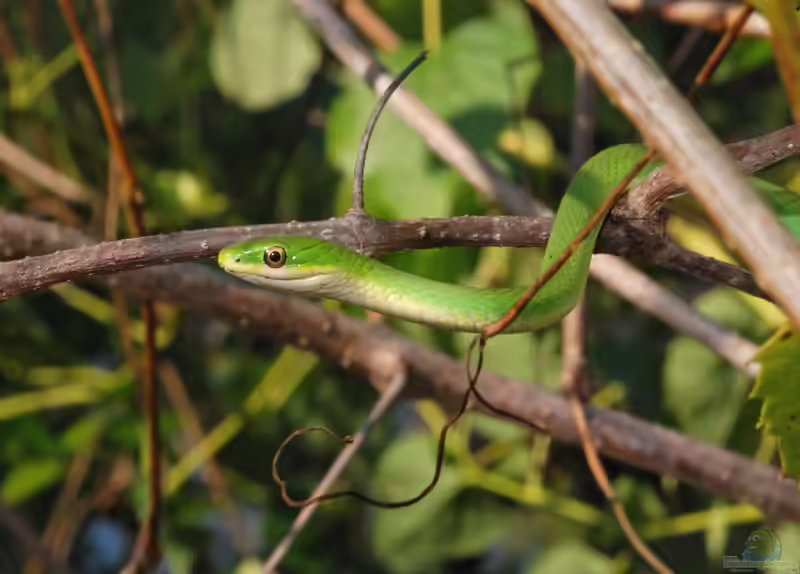 Opheodrys aestivus im Terrarium halten (Einrichtungsbeispiele mit Raue Grüne Natter)