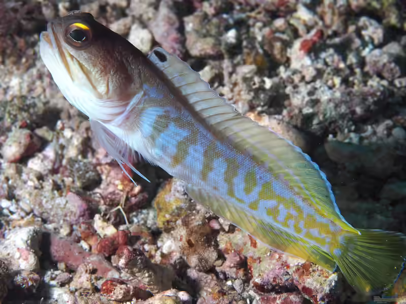 Opistognathus randalli im Aquarium halten (Einrichtungsbeispiele für Schwarzkappen-Kieferfisch)