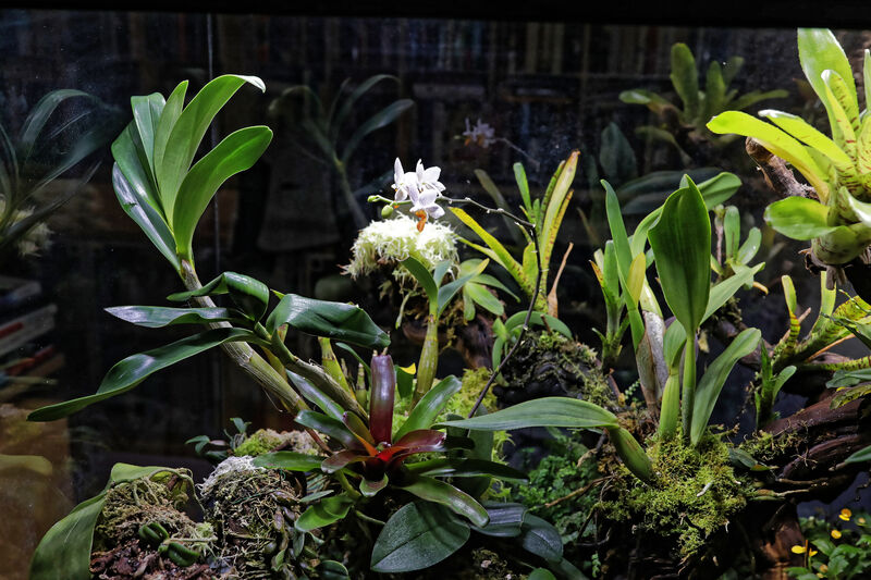 Orchideen im Terrarium pflegen (Terrariumbeispiele für Orchideengewächse)