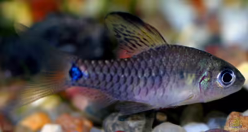 Oreichthys crenuchoides im Aquarium halten (Einrichtungsbeispiele für Indische Hochflossenbarbe)