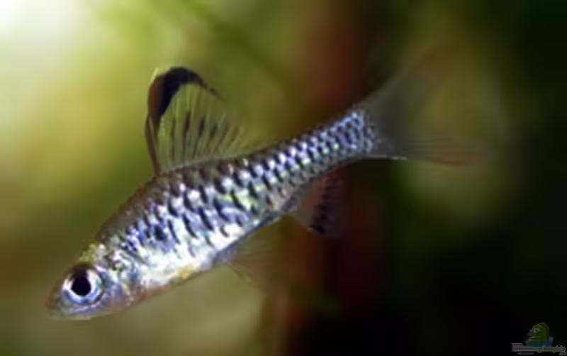 Oreichthys parvus im Aquarium halten (Einrichtungsbeispiele für Kleine Segelflossenbarbe)