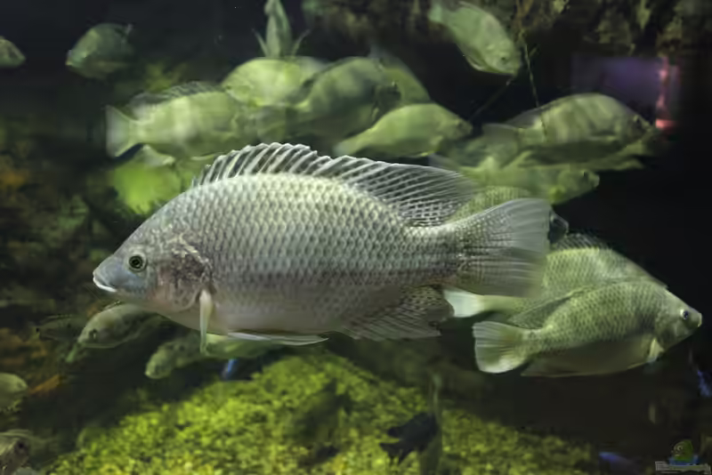 Oreochromis mossambicus im Aquarium halten (Einrichtungsbeispiele für Mosambik-Buntbarsch)