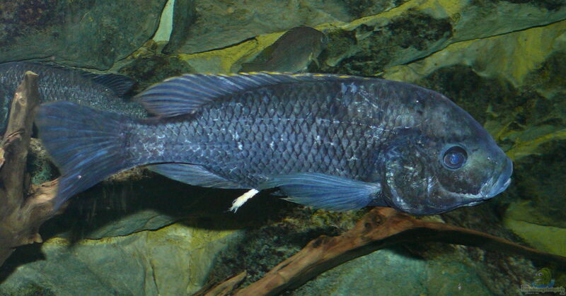 Oreochromis squamipinnis im Aquarium halten (Einrichtungsbeispiele für Oreochromis squamipinnis)  - Oreochromis-squamipinnisaquarium