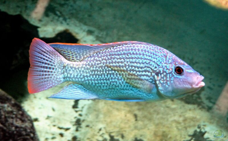 Oreochromis tanganicae im Aquarium halten (Einrichtungsbeispiele für Oreochromis tanganicae)  - Oreochromis-tanganicaeaquarium