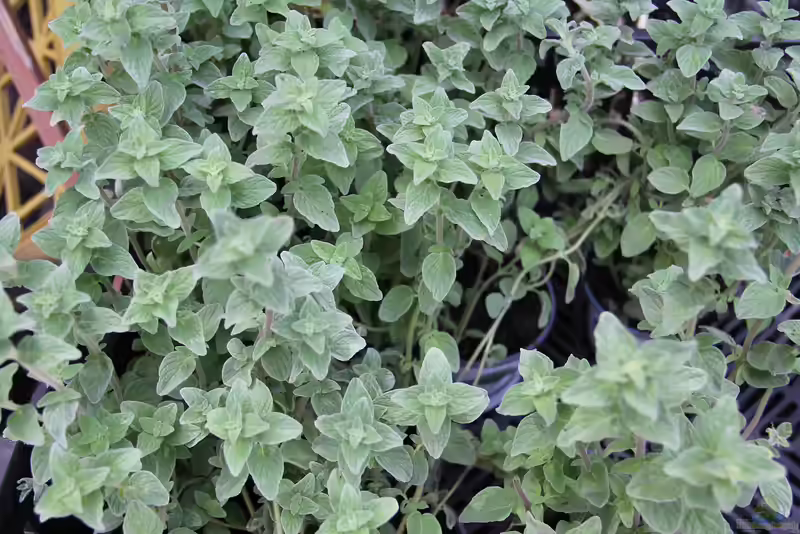 Origanum majorana am Gartenteich (Einrichtungsbeispiele mit Majoran)
