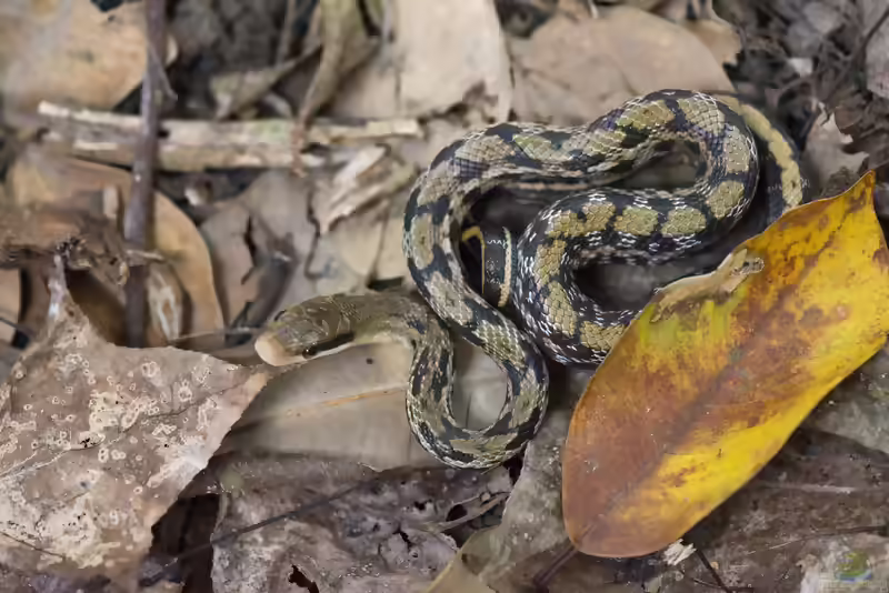 Orthriophis taeniurus im Terrarium halten (Einrichtungsbeispiele mit Schönnatter)