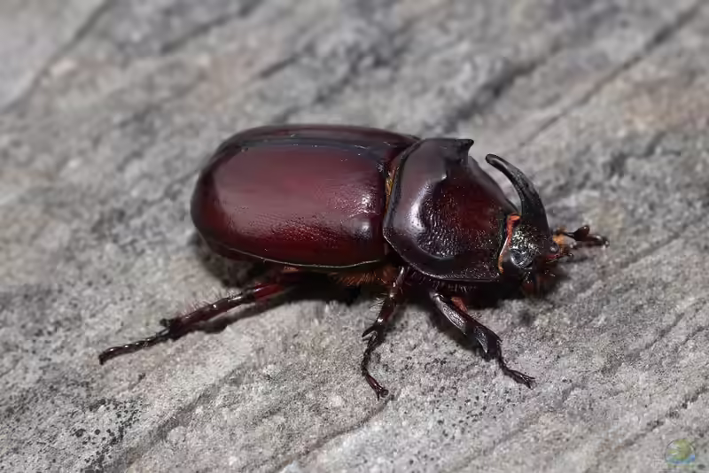 Oryctes nasicornis im Terrarium halten (Einrichtungsbeispiele mit Nashornkäfer)