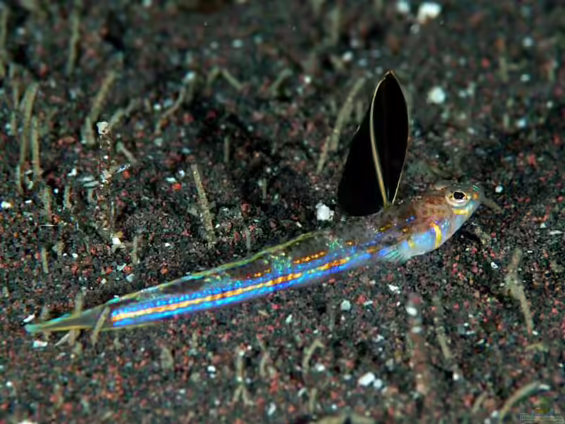 Osopsaron formosensis im Aquarium halten (Einrichtungsbeispiele für Schnabelfisch)