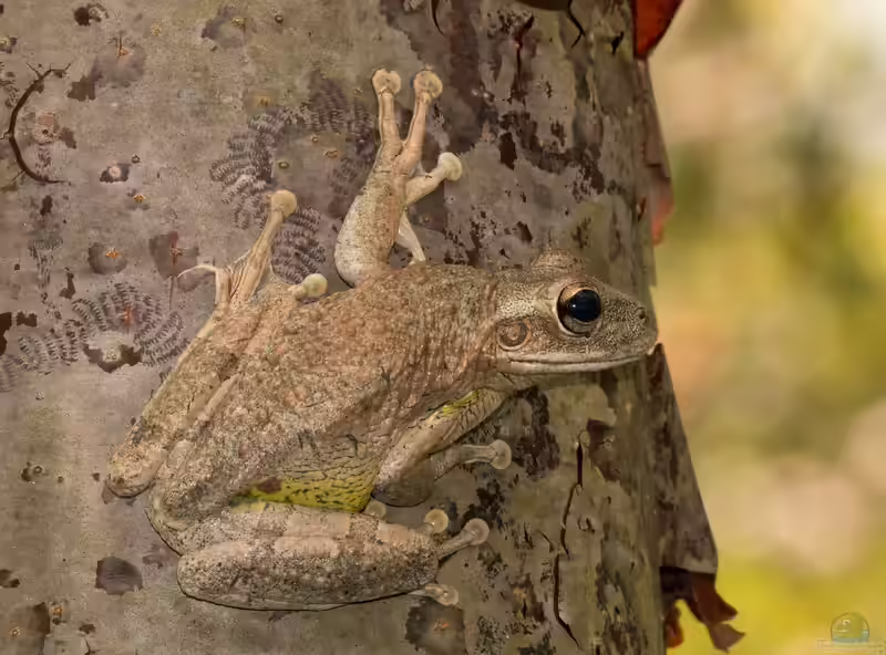 Osteopilus septentrionalis im Terrarium halten (Einrichtungsbeispiele mit Kuba-Laubfrosch)