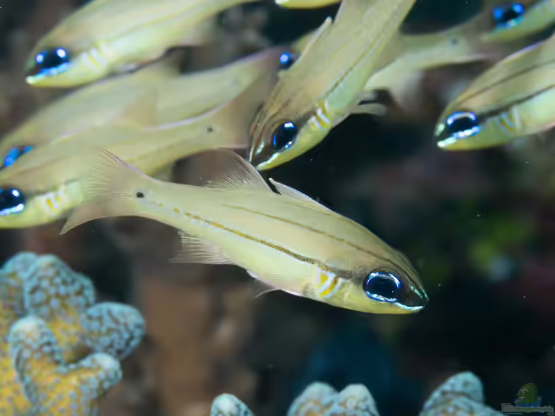 Ostorhinchus chrysopomus im Aquarium halten (Einrichtungsbeispiele für Wangenpunkt-Kardinalbarsch)