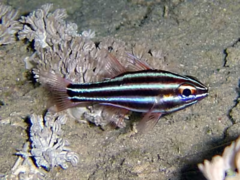 Ostorhinchus cookii im Aquarium halten (Einrichtungsbeispiele für Cooks Kardinalbarsch)