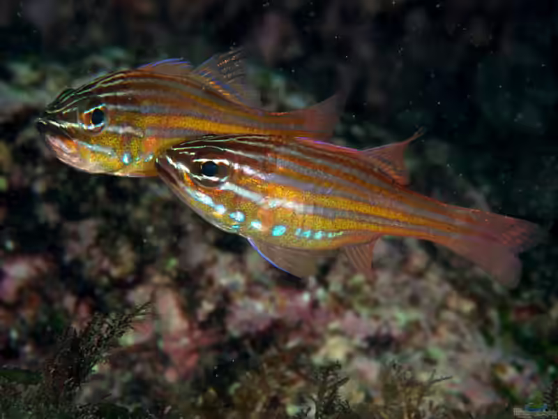 Ostorhinchus holotaenia im Aquarium halten (Einrichtungsbeispiele für Kupferstreifen-Kardinalbarsch)