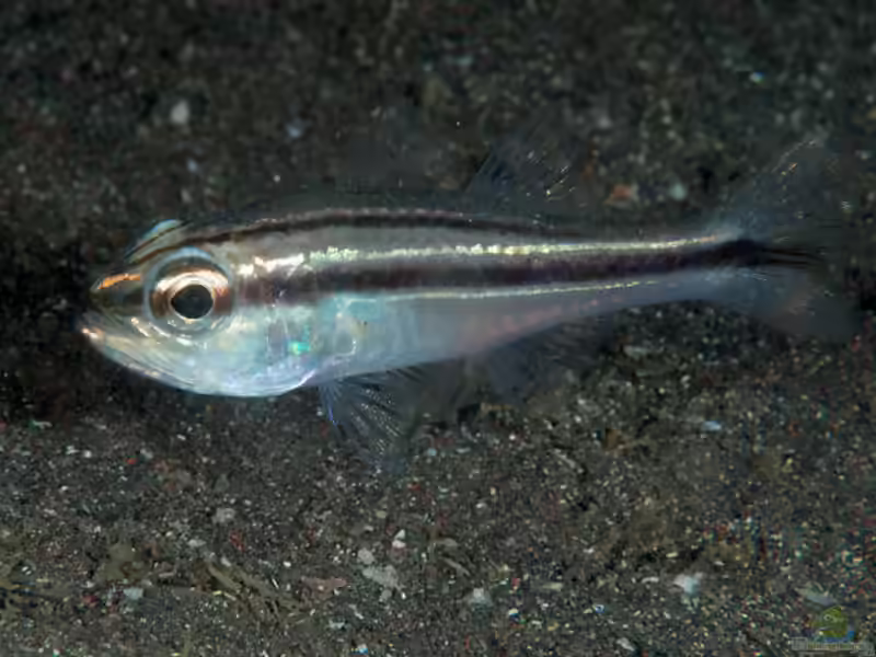 Ostorhinchus kiensis im Aquarium halten (Einrichtungsbeispiele für Gewehr-Kardinalbarsch)