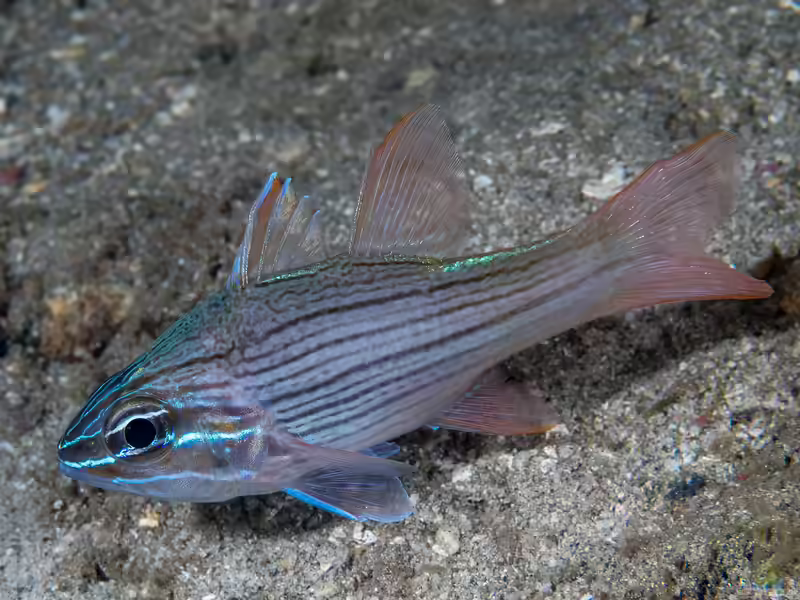 Ostorhinchus multilineatus im Aquarium halten (Einrichtungsbeispiele für Vielstreifen-Kardinalbarsch)