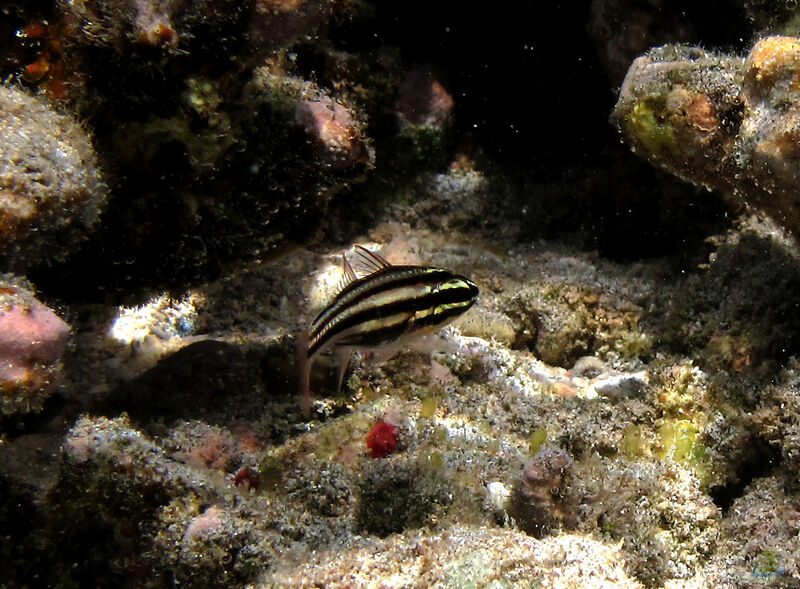 Ostorhinchus taeniophorus im Aquarium halten (Einrichtungsbeispiele für Flacher-Riff-Kardinalbarsch)