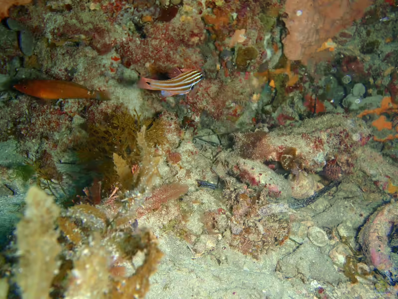 Ostorhinchus victoriae im Aquarium halten (Einrichtungsbeispiele für Westlicher Streifen-Kardinalbarsch)